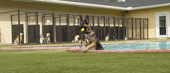 See the closest kennels to your current location (distance 5 km). Reputable Dog Kennels Near Me Off 63 Www Usushimd Com
