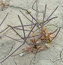 Image result for Orthoclada africana