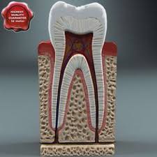 Pin By Scarleth Jaqueline Lainez Nava On Partes Del Diente Teeth Anatomy Dental Anatomy Anatomy