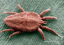 Over 50,000 species have been described (as of 1999) and an estimated million or more species may exist. Brevipalpus Phoenicis Wikipedia