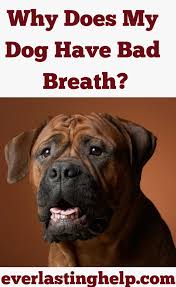 Why Does My Dog Have Bad Breath Dog Behavior Series 17 Everlastinghelp Com Bad Breath Dogs Breathe