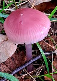Image result for Aneilema pedunculosum