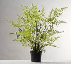 600 x 600 jpeg 26 кб. Faux Potted Tree Fern Pottery Barn