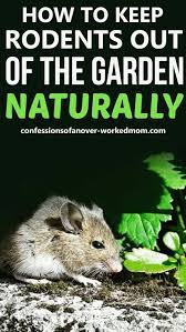 How to keep rats out of garden naturally. How To Keep Rodents Out Of The Garden Naturally And Safely