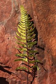 Image result for Pityrogramma calomelanos