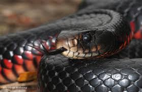 A taxidermy yellow duckling with black bead eyes is a cute addition to your collectors cabinet or mantelpiece. Black King Cobra Wallpaper Hd