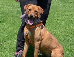 Maybe you would like to learn more about one of these? Hope Mischling Labrador Rhodesian Ridgeback Mannlich Spaniien Zaragoza Tierheim Adpca Zaragoza Hunde Welpen Katzen Tiervermittlung Freiburg Lorrach Basel Colmar Grenzenlose Hilfe Fur Tiere Sans Frontieres