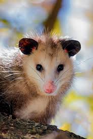 Opossum By Marco Bertazzoni 500px In 2021 Opossum Wild Animals Pictures Cute Animals