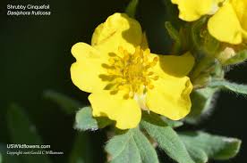 Image result for Buchnera quadrifaria