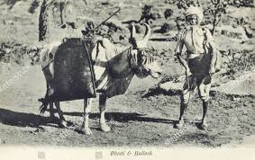 Indian Water Carrier Bhisti His Bullock ...