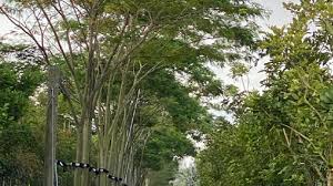 Image result for Albizia niopoides