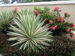 Bright Edge Adam S Needle Yucca Filamentosa Bright Edge Great Yucca Article Yucca Plant Plants Yucca