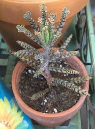 What are the main differences between mother of thousands and millions? Mother Of Thousands Or Mother Of Millions Succulent Plant Care