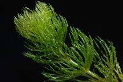 Image result for Ceratophyllum muricatum