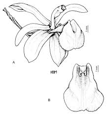 Image result for Liparis nervosa