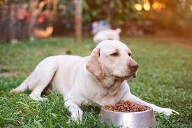 How To Keep Birds Away From Dog Food 7 Proven Methods Hepper