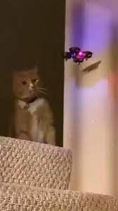 Can Cats Eat Bread An Immersive Guide By Best Meows