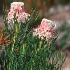 Image result for Eriosema flexuosum