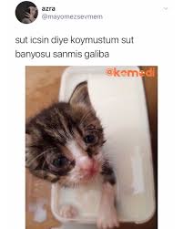 Inek Sutunun Kediler Icin Zararli Oldugunu Ne Zaman Ogrenirsiniz Tahmini In 2020 Cats Hamster Animals
