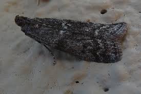 Image result for Pyla fusca