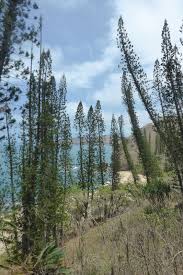 Image result for Arauk rie Araucaria