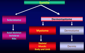 Somites bud off sequentially and rhythmically from the mesenchymal 'paraxial' mesoderm, arising as pairs of epithelial spheres that flank the neural tube and accumulate in a. Somitogenesis Flashcards Quizlet