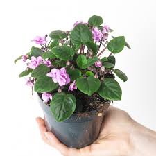 Image result for Saintpauliopsis