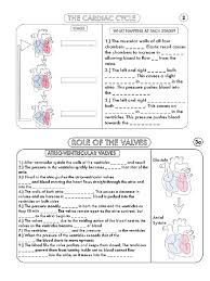 Image result for Cardiovascular Worksheets