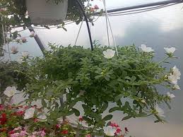 Check spelling or type a new query. Avem Floare De Piatra Biosolaris Producator Plante Facebook
