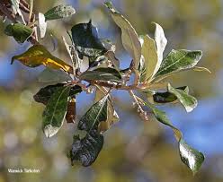 Image result for Brachylaena huillensis