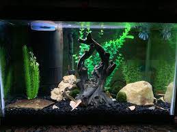 This is a final scape update on this little 10 gallon planted betta tank. Finished My First 10g Betta Tank Planning On Adding Tank Mates And Maybe Swapping Plastics With A Live Plant Or Two Aquariums