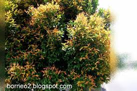 24 maret 2012 23 comments. Eugenia Oleina Kelat Paya Water Wise Plants Landscaping Images Plants