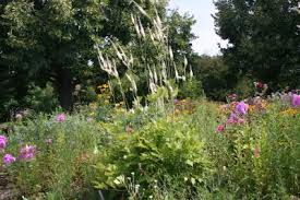 Image result for Afrosciadium nyassicum