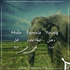 Pin On Animals Names Males Females And Young