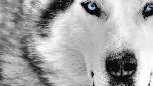 This high quality transparent png images is totally free on pngkit. Blue Wolf Eyes Wallpapers Hd Wallpaper Cave