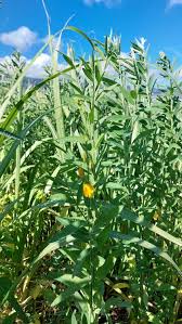 Image result for Crotalaria torrei