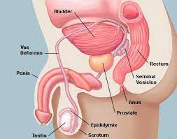 Bladder cancer is the fourth most common malignancy diagnosed in american men and almost three times. Bladder Cancer Ucsf Department Of Urology