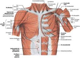 Learn about muscles chest shoulder anatomy with free interactive flashcards. Surgical Anatomy Of The Chest Wall Springerlink