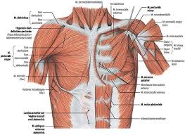 Anatomy of the chest and the lungs: Chest Anatomy Muscles Anatomy Drawing Diagram