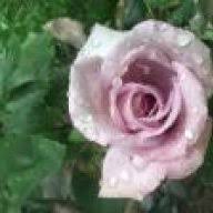 Mauseplage Eroberung Des Gartens Hausgarten Net