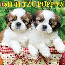 She's totally cute and so sweet (and also spoiled haha). Just Shih Tzu Puppies 2021 Wall Calendar Dog Breed Calendar Willow Creek Press 9781549213311 Amazon Com Books