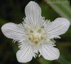 Cascade Grass Of Parnassus Fringed Grass Of Parnassus Parnassia Cirrata Var Intermedia Synonyms Parnassia Fimbriata V Trees To Plant Local Plant Parnassus