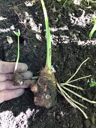 We did not find results for: Here S How You Propagate Your Taro Lifestyle And Health Facebook