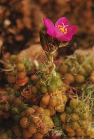 Image result for Anacampseros subnuda