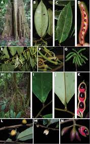 Image result for Monanthotaxis poggei