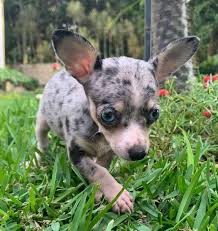 I went there just to look and saw the most amazing blue merle austrailian shepard. Merle Chihuahua The Truth Behind This Unusually Colored Dog