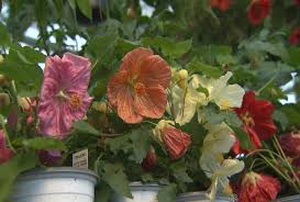 Image result for Abutilon lauraster