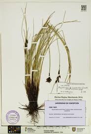 Image result for Rhynchospora brownii