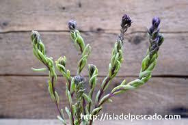 Image result for Aeollanthus subacaulis