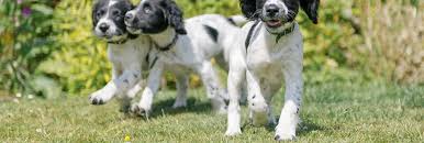 Learn more about adopting a beagle puppy or dog. The 10 Best Dog Day Care In Waterbury Ct With Free Estimates